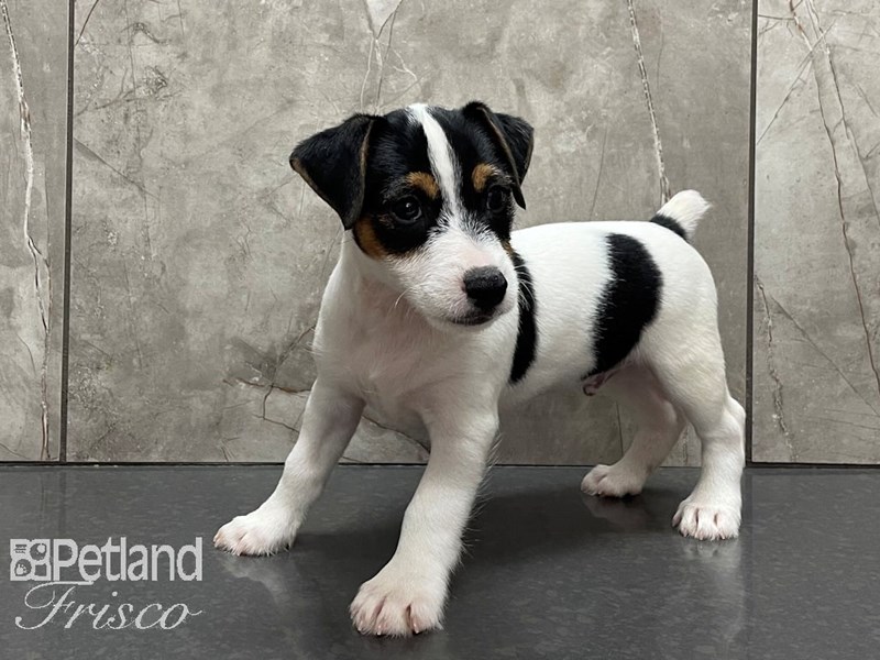 Jack Russell Terrier Puppy Black and White ID28167 Located at Petland Frisco, Texas