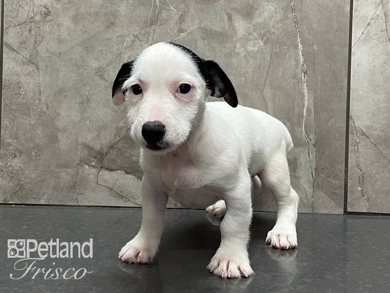 Jack Russell Terrier Dog Male Black and White 28166