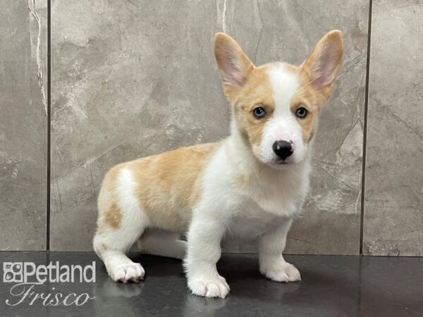 Pembroke Welsh Corgi DOG Female Sable Merle 28165 Petland Frisco, Texas