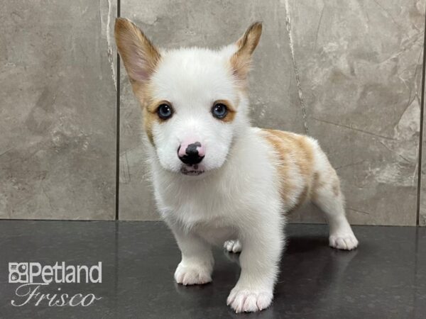 Pembroke Welsh Corgi-DOG-Male-Sable Merle-28164-Petland Frisco & Mckinney, Texas