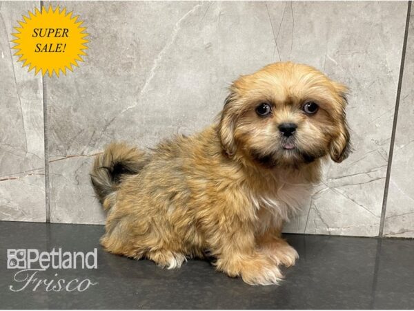 Lhasa Apso DOG Male Sable 28082 Petland Frisco, Texas