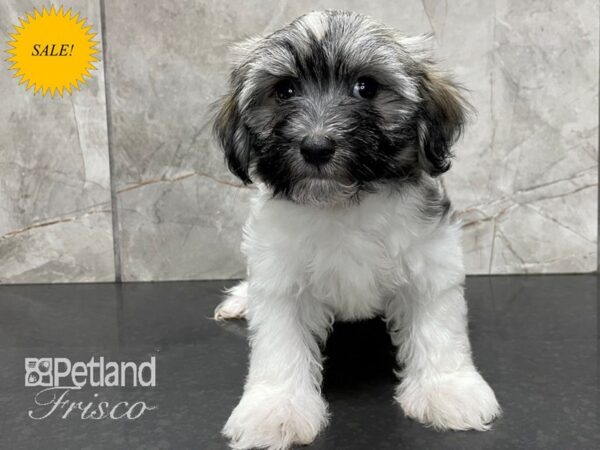 Havanese DOG Male Brown 28096 Petland Frisco, Texas