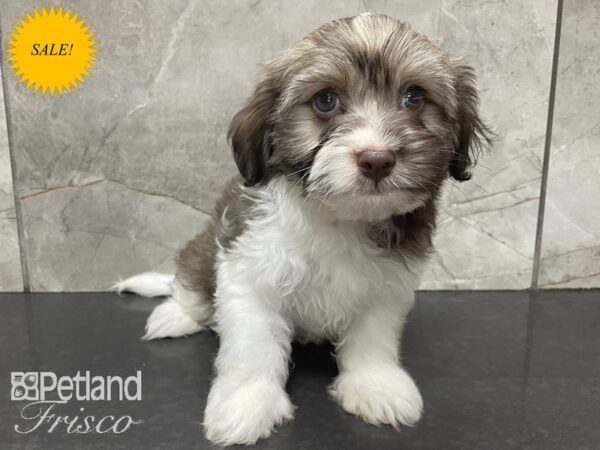 Havanese DOG Male Sable 28097 Petland Frisco, Texas