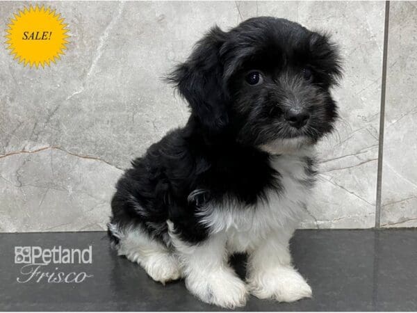 Havanese DOG Male Black and White 28099 Petland Frisco, Texas