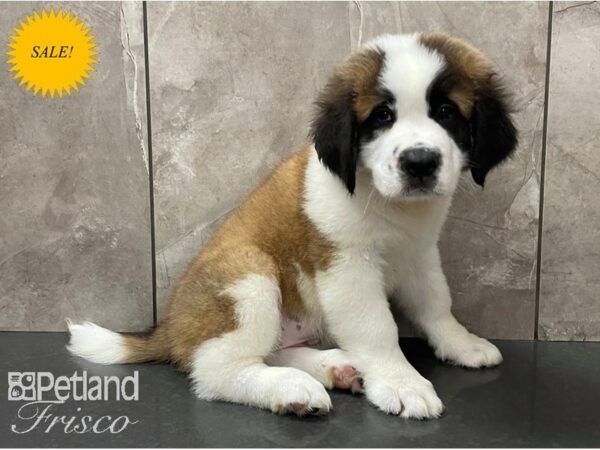 Saint Bernard-DOG-Female-Mahogany & White-28134-Petland Frisco & Mckinney, Texas