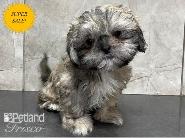 Shih Tzu DOG Male Brindle 28080 Petland Frisco, Texas