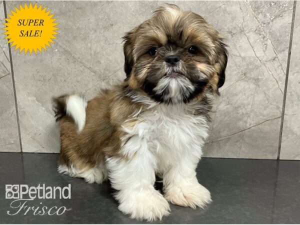 Shih Tzu-DOG-Male-Gold and White-28084-Petland Frisco & Mckinney, Texas