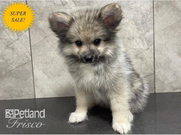 Pomsky 2nd Gen-DOG-Male-Sable and WHite-28093-Petland Frisco, Texas