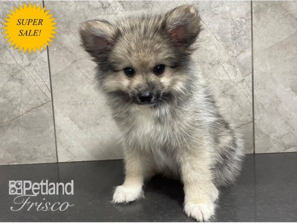 Pomsky 2nd Gen DOG Male Sable and WHite 28093 Petland Frisco, Texas