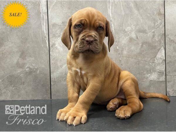 Dogue de Bordeaux DOG Female Red 28120 Petland Frisco, Texas