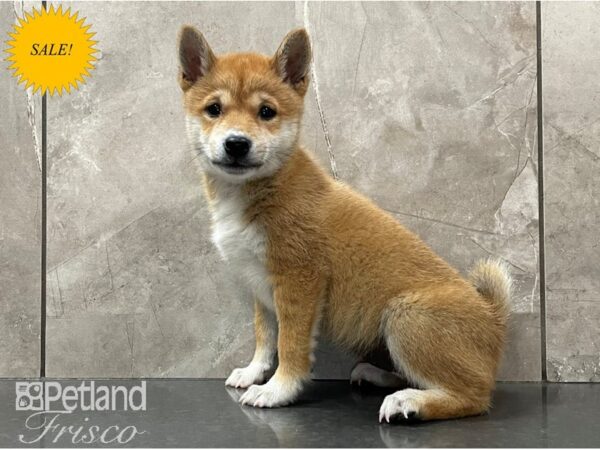 Shiba Inu DOG Female Red 28126 Petland Frisco, Texas