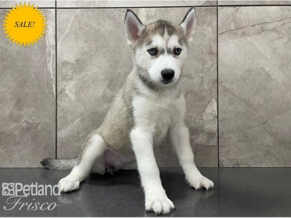 Siberian Husky-DOG-Female-Grey & White-28131-Petland Frisco & Mckinney, Texas
