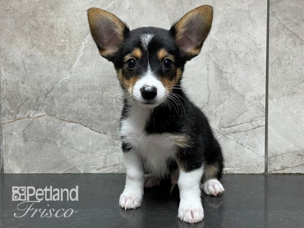 Auggie DOG Male Black Tri 28213 Petland Frisco, Texas