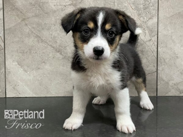 Auggie-DOG-Female-Black Tri-28214-Petland Frisco, Texas