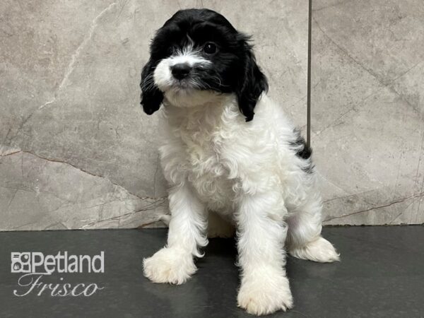 Cavachon DOG Female Black and White 28197 Petland Frisco, Texas