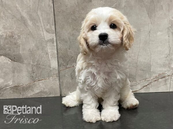 Cavachon DOG Female White and Apricot 28205 Petland Frisco, Texas