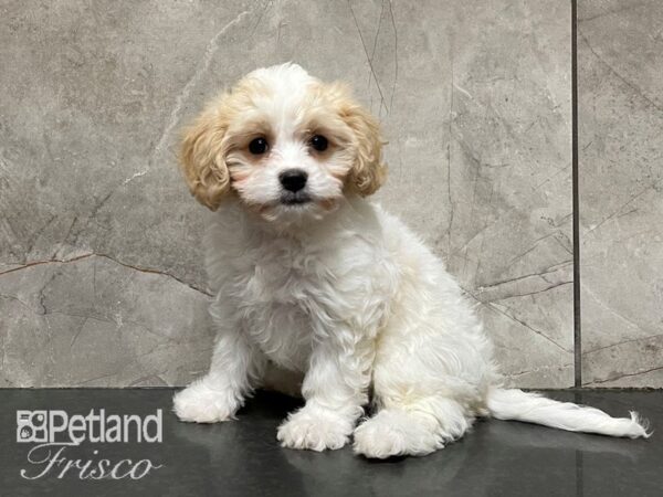 Cavachon DOG Female White and Apricot 28206 Petland Frisco, Texas