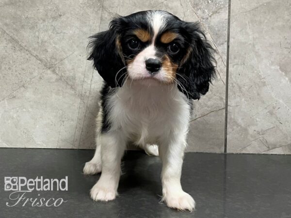 Cavalier King Charles Spaniel DOG Female Tri 28211 Petland Frisco, Texas