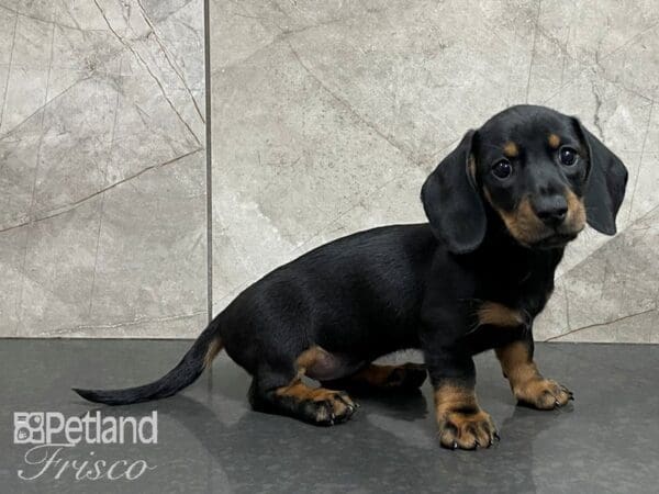 Dachshund-DOG-Female-Black and Tan-28219-Petland Frisco, Texas