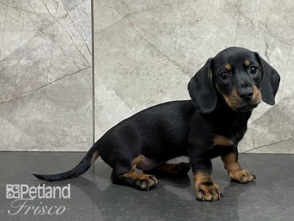 Dachshund DOG Female Black and Tan 28219 Petland Frisco, Texas