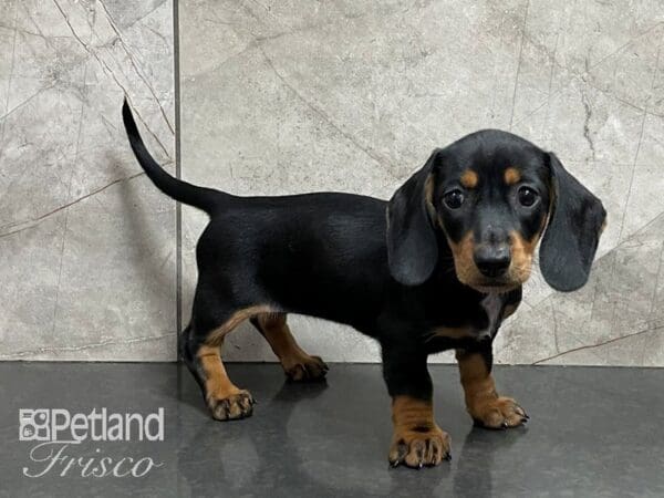 Dachshund-DOG-Female-Black and Tan-28220-Petland Frisco, Texas