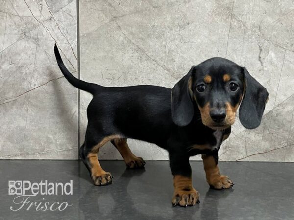 Dachshund-DOG-Female-Black and Tan-28220-Petland Frisco & Mckinney, Texas