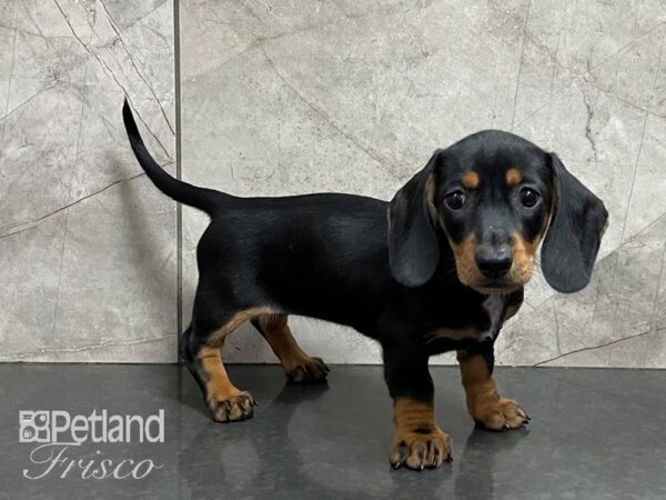 Dachshund DOG Female Black and Tan 28220 Petland Frisco, Texas