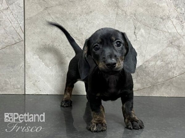 Dachshund DOG Male Black and Tan 28221 Petland Frisco, Texas