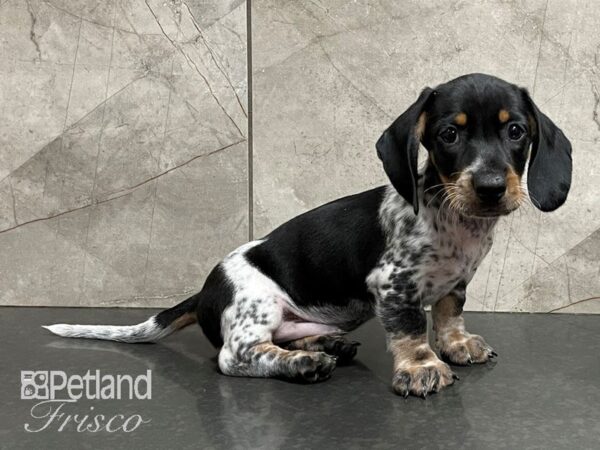 Dachshund DOG Male Piebald 28222 Petland Frisco, Texas