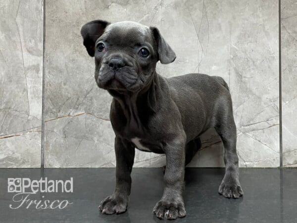 French Bulldog-DOG-Female-Blue-28208-Petland Frisco, Texas