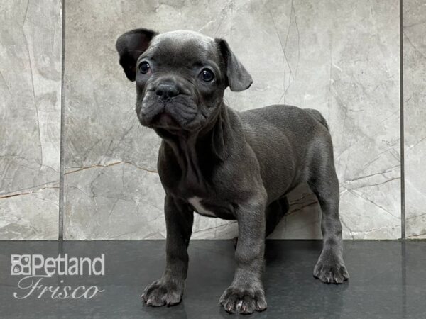 French Bulldog-DOG-Female-Blue-28208-Petland Frisco & Mckinney, Texas