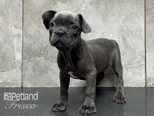 French Bulldog DOG Female Blue 28208 Petland Frisco, Texas