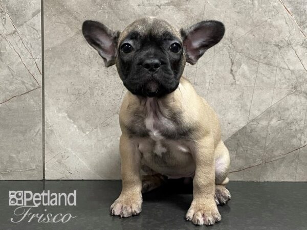 French Bulldog DOG Female Merle 28204 Petland Frisco, Texas