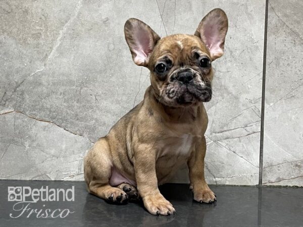 French Bulldog DOG Female Sable 28209 Petland Frisco, Texas