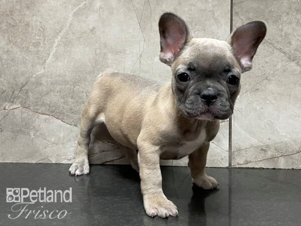 French Bulldog DOG Female Blue Fawn 28210 Petland Frisco, Texas