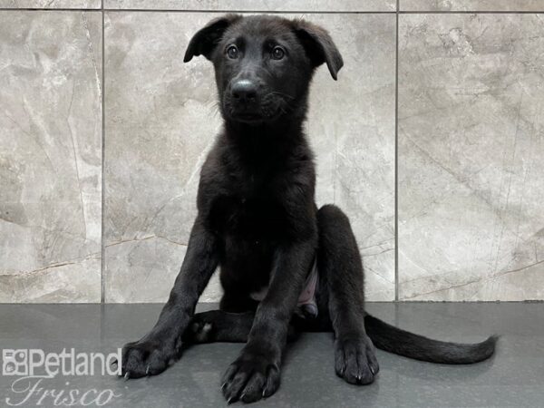 German Shepherd-DOG-Female-Black-28201-Petland Frisco & Mckinney, Texas