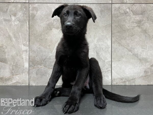 German Shepherd DOG Female Black 28201 Petland Frisco, Texas