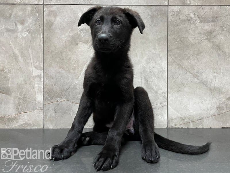 German Shepherd-DOG-Female-Black-3249181-Petland Frisco, Texas