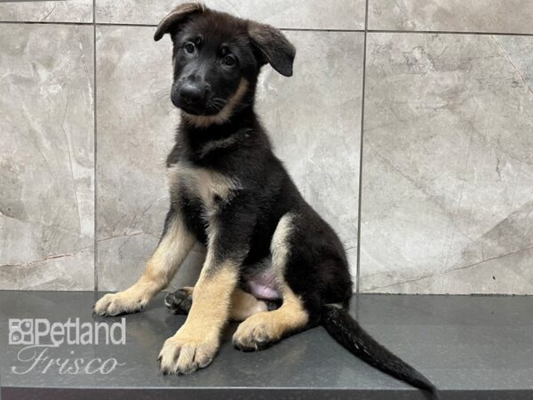 German Shepherd DOG Male Black and Tan 28200 Petland Frisco, Texas