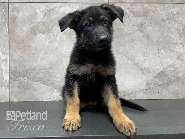 German Shepherd-DOG-Male-Black and Tan-28192-Petland Frisco, Texas