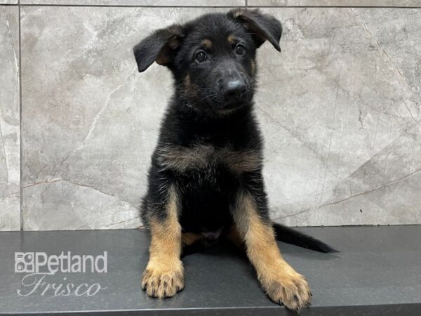 German Shepherd DOG Male Black and Tan 28192 Petland Frisco, Texas