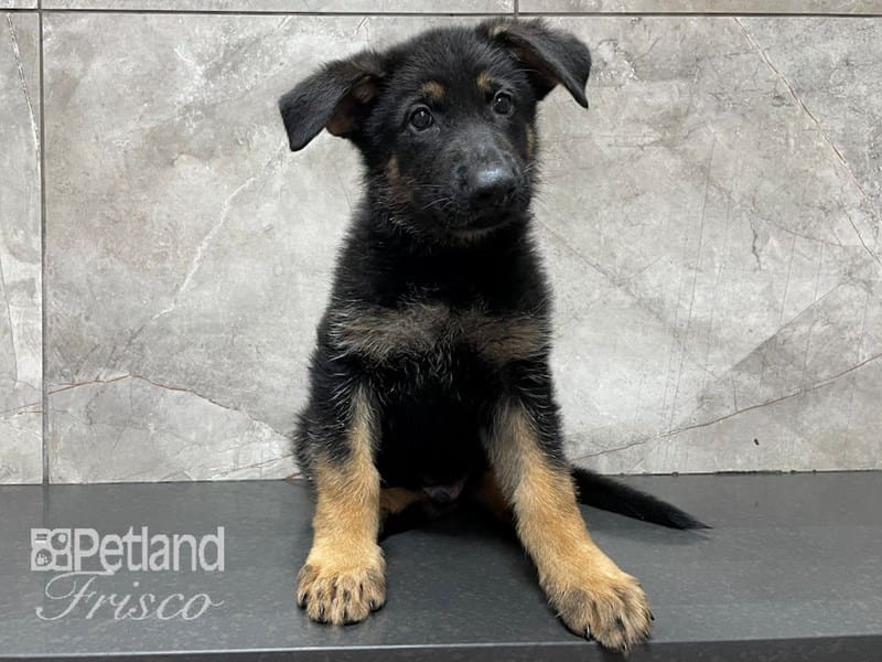 German Shepherd-DOG-Male-Black and Tan-3249305-Petland Frisco, Texas