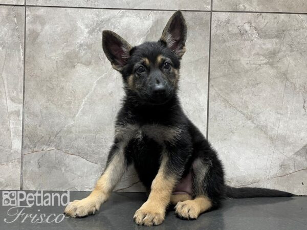 German Shepherd DOG Female Black and Tan 28193 Petland Frisco, Texas