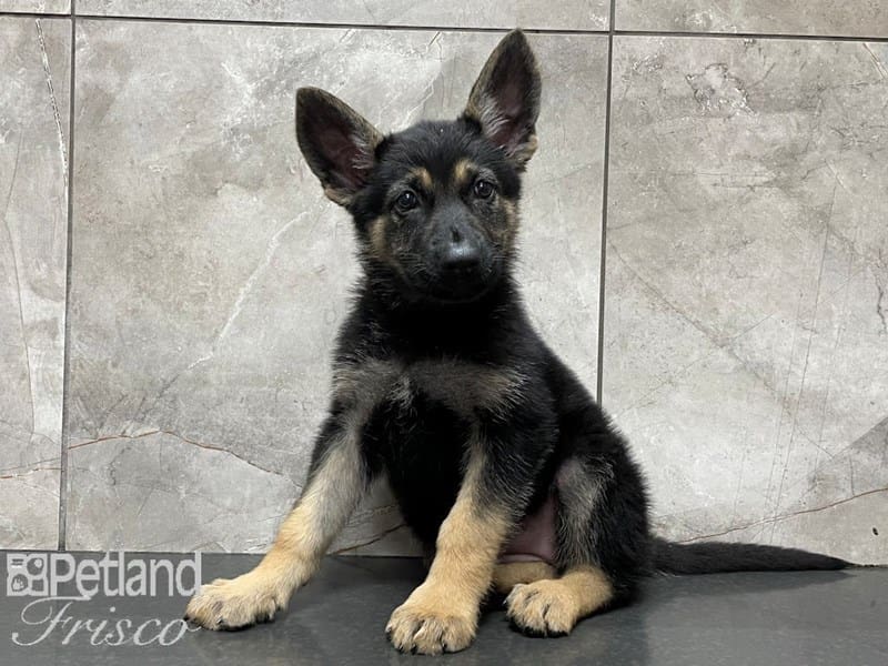 German Shepherd-DOG-Female-Black and Tan-3249308-Petland Frisco, Texas