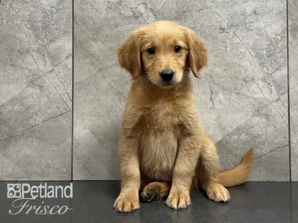 Golden Retriever DOG Female Gold 28203 Petland Frisco, Texas