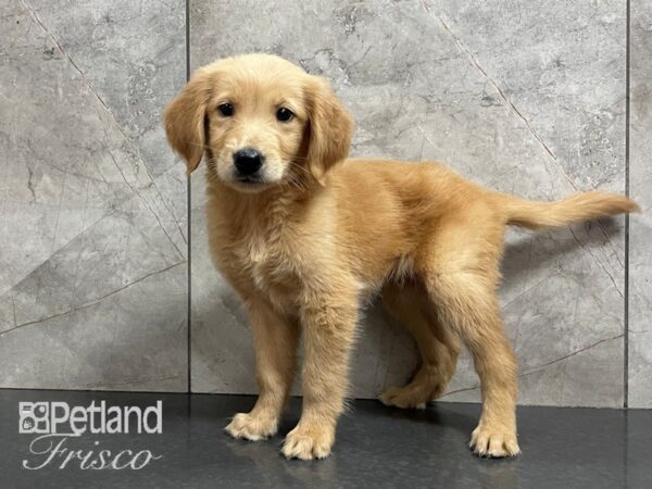 Golden Retriever DOG Male Gold 28202 Petland Frisco, Texas