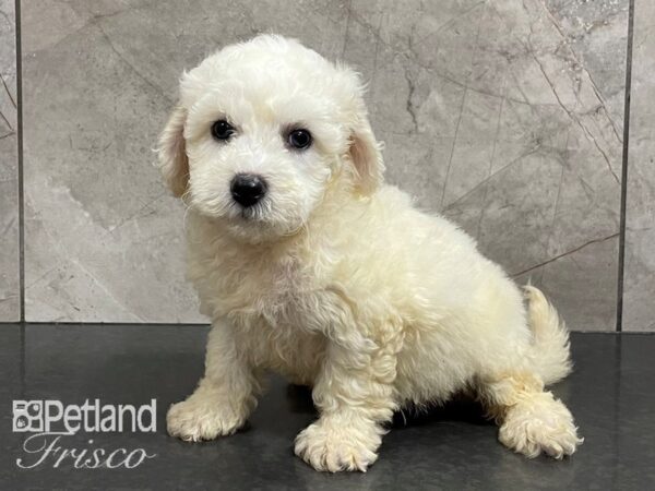 Maltipoo DOG Female Cream 28199 Petland Frisco, Texas