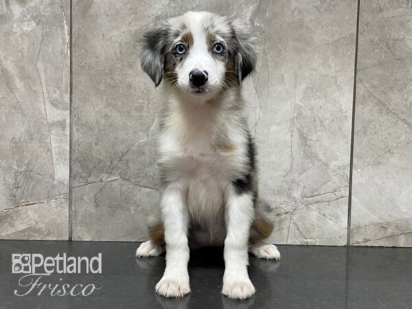 Miniature Australian Shepherd-DOG-Female-Blue Merle-28218-Petland Frisco & Mckinney, Texas