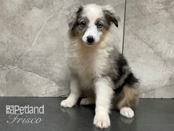 Miniature Australian Shepherd-DOG-Female-Blue Merle-28217-Petland Frisco, Texas