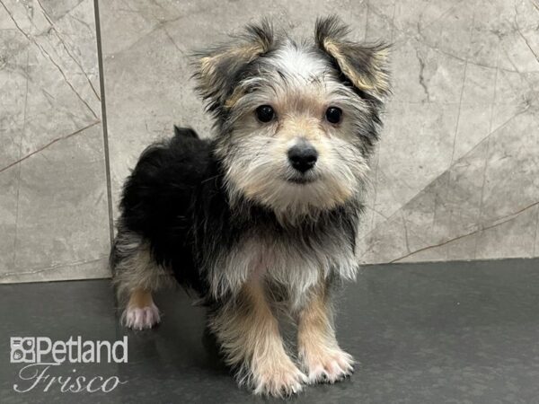 Morkie DOG Female Black and Tan 28216 Petland Frisco, Texas